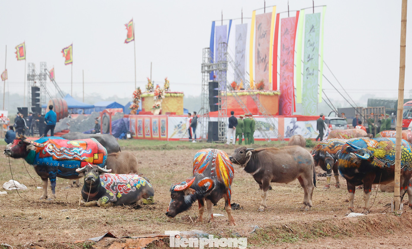 Những chú trâu đoạt giải được Ban Tổ chức lễ hội lựa chọn tham gia nghi thức xuống đồng cày Tịch điền vào ngày 16/2 (mùng 7 tháng Giêng năm Giáp Thìn).