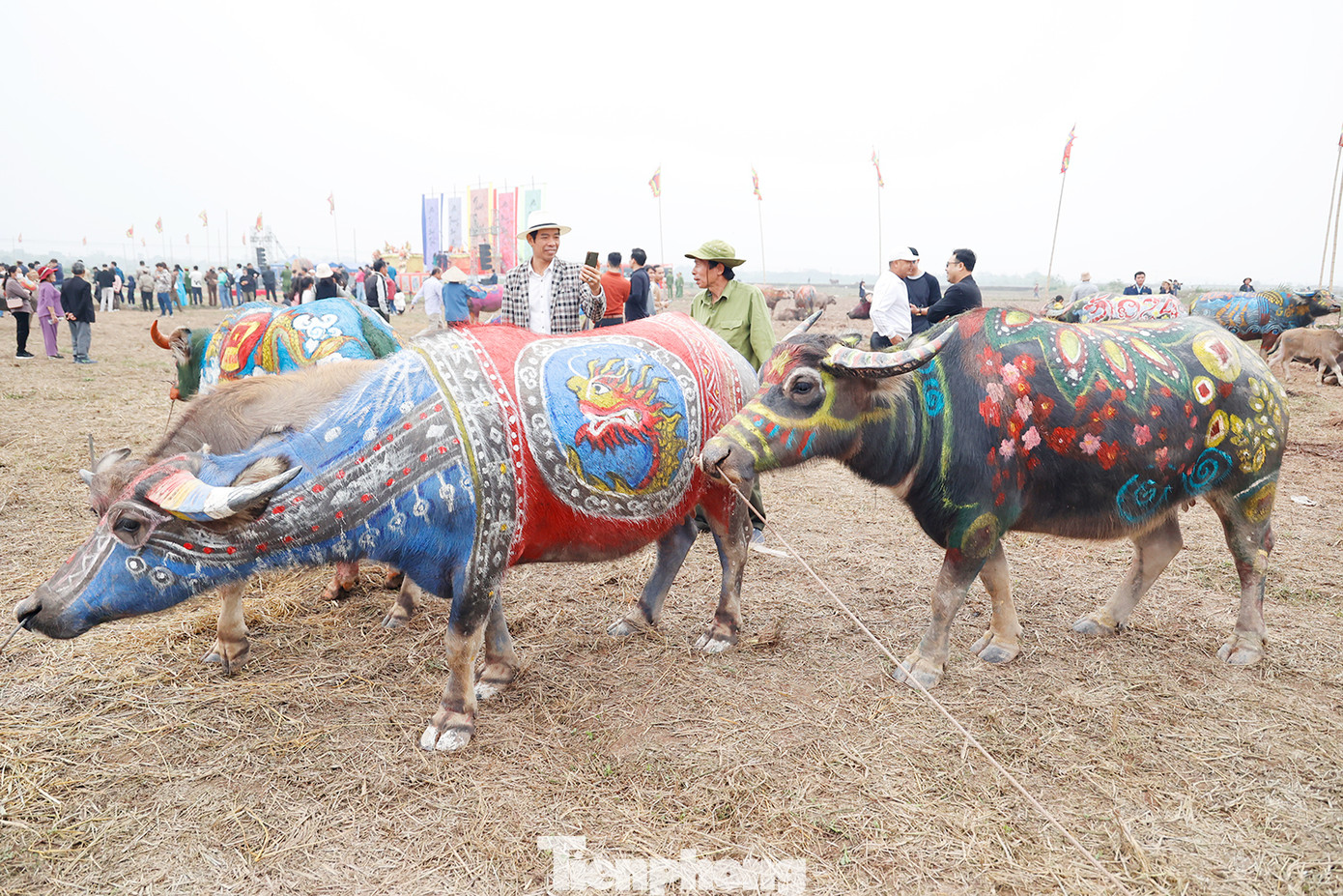 Hai chú trâu giải Nhất và nhì thuộc về chủ trâu Trần Ngọc Dụng, xóm nội, xã Tiên Ngoại, huyện Duy Tiên, tỉnh Hà Nam.