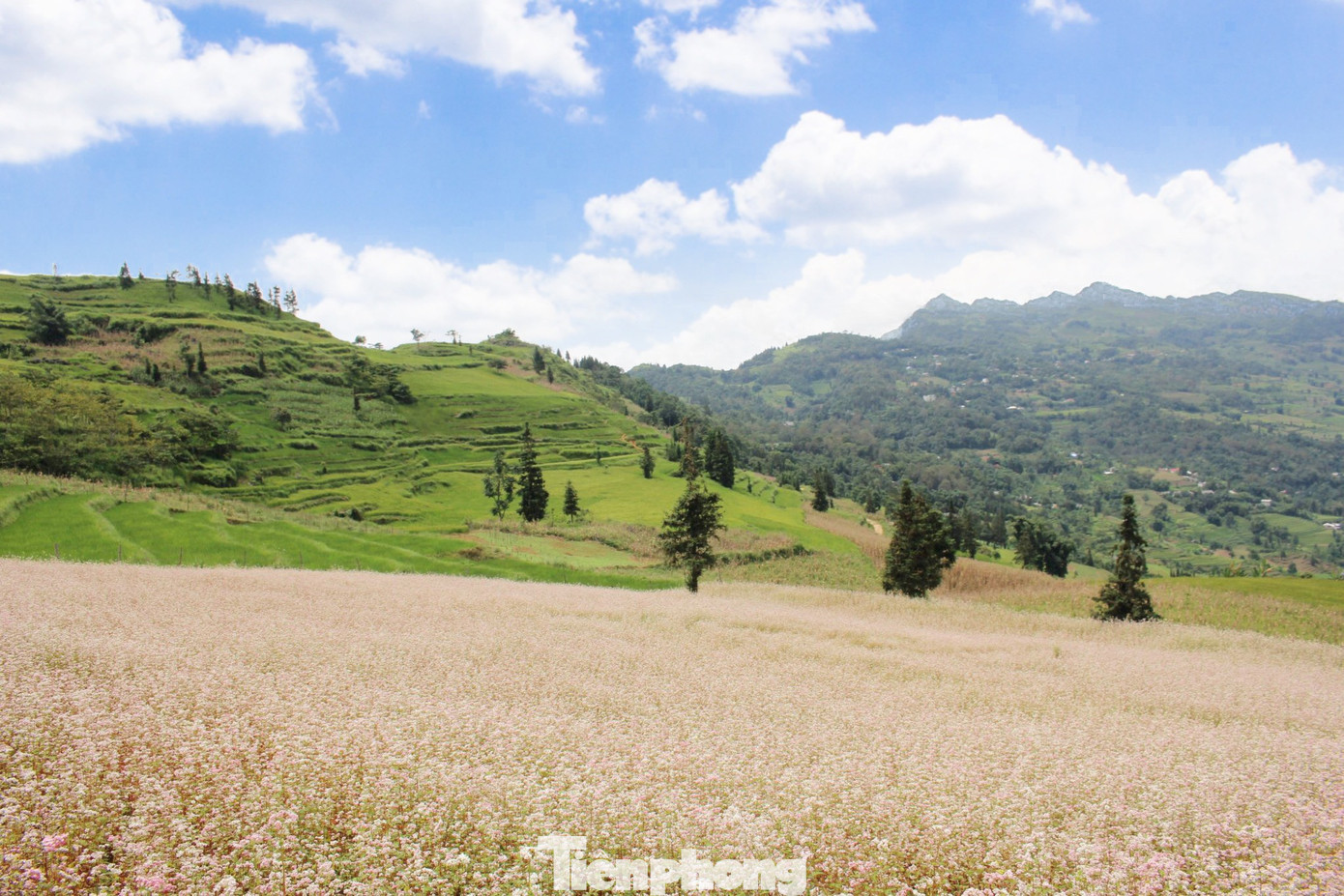 Những ngày giữa tháng 10, lên thị trấn Cốc Pài (huyện Xín Mần, tỉnh Hà Giang) không khó để bắt gặp hình ảnh những đoàn xe nối đuôi đổ về thảo nguyên Suôi Thầu, nơi được ví như “Thảo nguyên Thụy Sĩ giữa lòng Hà Giang”. Những ngày giữa tháng 10, lên thị trấn Cốc Pài (huyện Xín Mần, tỉnh Hà Giang) không khó để bắt gặp hình ảnh những đoàn xe nối đuôi đổ về thảo nguyên Suôi Thầu, nơi được ví như “Thảo nguyên Thụy Sĩ giữa lòng Hà Giang”.