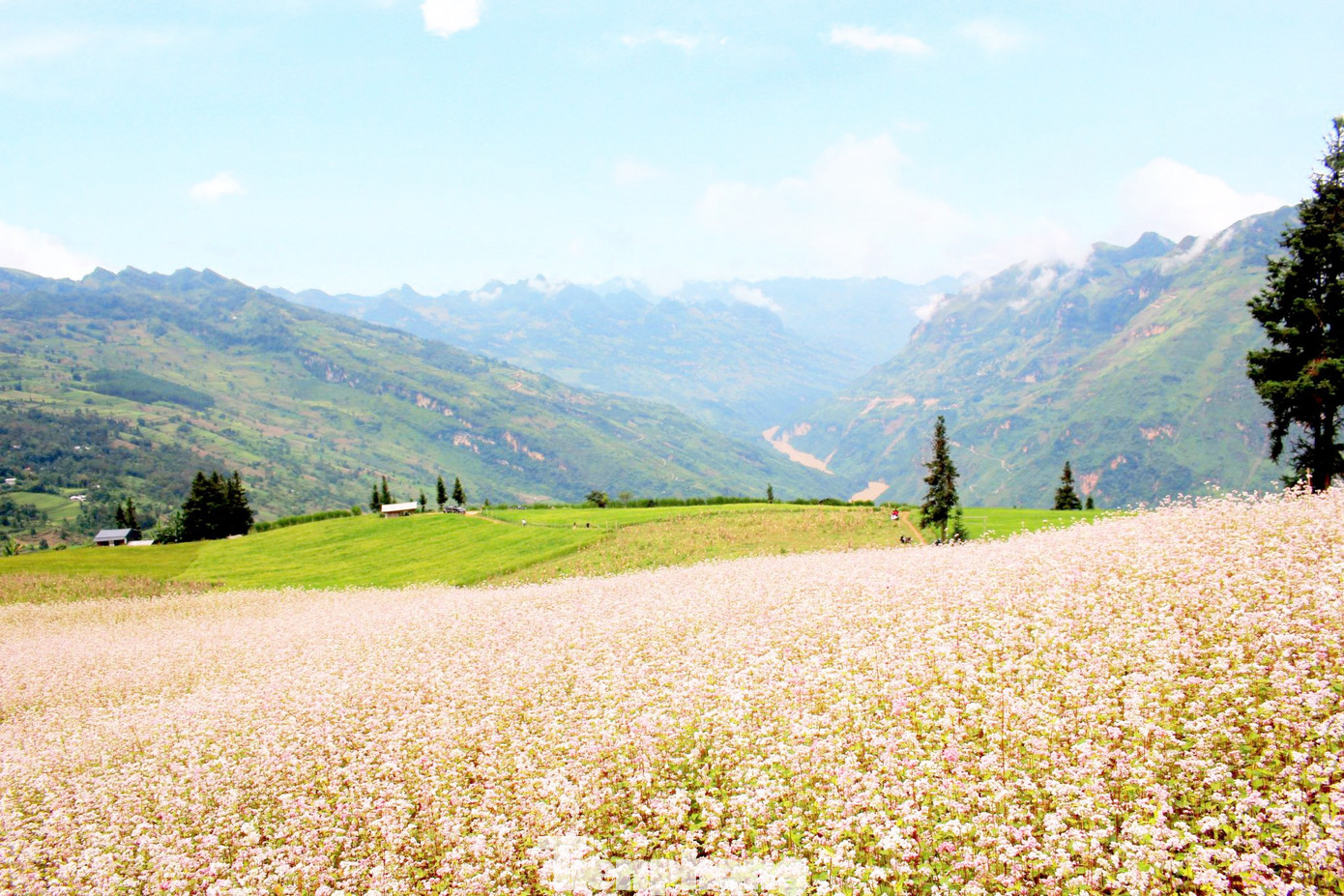 Từ đầu tháng 10 năm nay, hoa tam giác mạch đã phủ hồng cả thảo nguyên Suôi Thầu. Từ đầu tháng 10 năm nay, hoa tam giác mạch đã phủ hồng cả thảo nguyên Suôi Thầu.