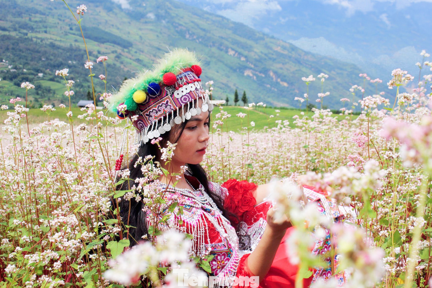 Nhiều người cũng bật mí rằng hoa Tam giác mạch đẹp nhất là khi vào độ sắp tàn, chuyển màu từ trắng sang phớt hồng rồi đỏ thẫm. Nhiều người cũng bật mí rằng hoa Tam giác mạch đẹp nhất là khi vào độ sắp tàn, chuyển màu từ trắng sang phớt hồng rồi đỏ thẫm.