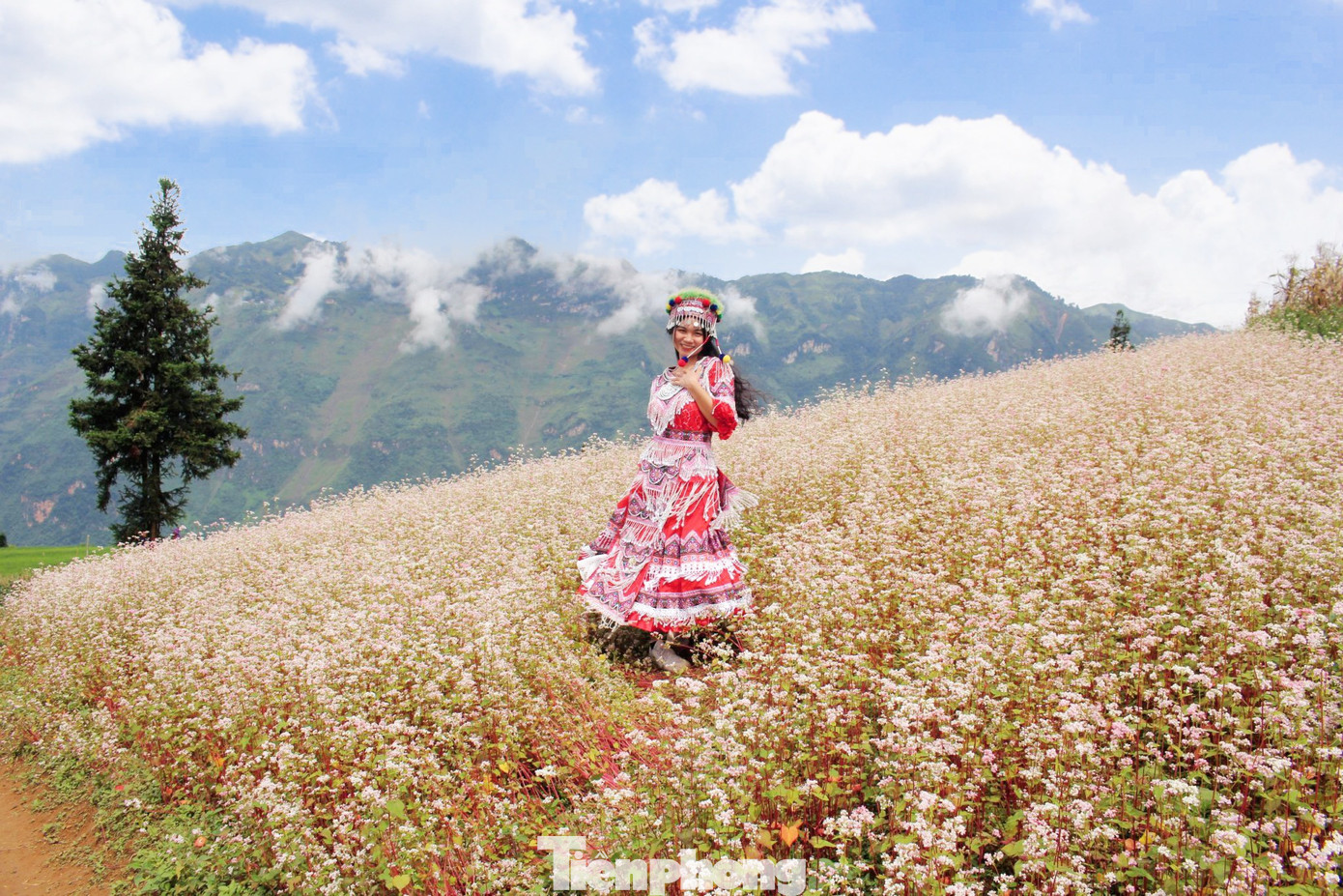 Từ đầu tháng 10 năm nay, hoa tam giác mạch đã phủ hồng cả thảo nguyên Suôi Thầu. Từ đầu tháng 10 năm nay, hoa tam giác mạch đã phủ hồng cả thảo nguyên Suôi Thầu.