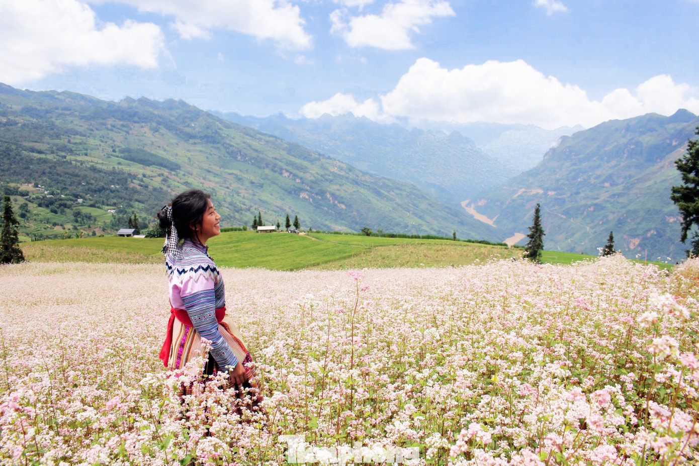 Để phục vụ nhu cầu của khách du lịch, bà con ở đây thường trồng Tam giác mạch gối vụ. Vì vậy, dù vòng đời chỉ khoảng 2 tháng nhưng tam giác mạch vẫn nở rộ trên khắp cao nguyên đá từ tháng 10 cho đến khoảng tháng 1, tháng 2 dương lịch năm sau. Để phục vụ nhu cầu của khách du lịch, bà con ở đây thường trồng Tam giác mạch gối vụ. Vì vậy, dù vòng đời chỉ khoảng 2 tháng nhưng tam giác mạch vẫn nở rộ trên khắp cao nguyên đá từ tháng 10 cho đến khoảng tháng 1, tháng 2 dương lịch năm sau.