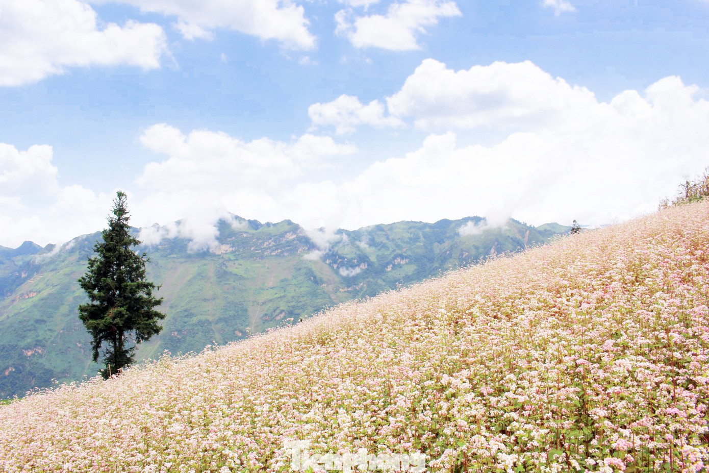 Người dân bản địa bật mí, tháng 11 là thời điểm hoa Tam giác mạch nở đẹp nhất và lúc nay du khách cũng dễ dàng bắt gặp biển mây nhất. Người dân bản địa bật mí, tháng 11 là thời điểm hoa Tam giác mạch nở đẹp nhất và lúc nay du khách cũng dễ dàng bắt gặp biển mây nhất.