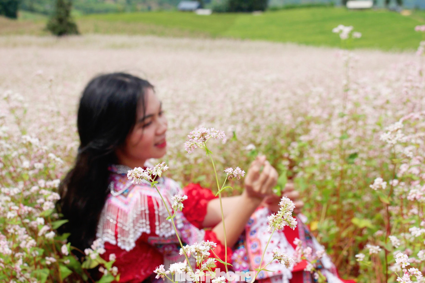 Nhiều người cũng bật mí rằng hoa Tam giác mạch đẹp nhất là khi vào độ sắp tàn, chuyển màu từ trắng sang phớt hồng rồi đỏ thẫm. Nhiều người cũng bật mí rằng hoa Tam giác mạch đẹp nhất là khi vào độ sắp tàn, chuyển màu từ trắng sang phớt hồng rồi đỏ thẫm.