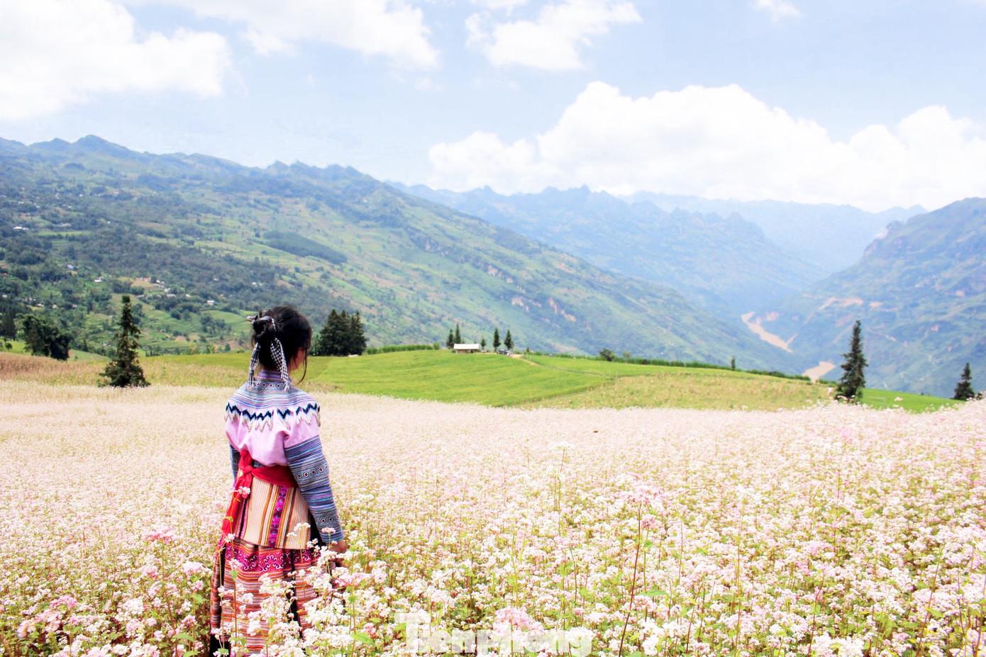 Nếu đến Suôi Thầu, du khách có thể ủng hộ bà con trồng hoa Tam giác mạch bằng cách đóng góp 20.000 đồng chi phí vào vườn. Nếu đến Suôi Thầu, du khách có thể ủng hộ bà con trồng hoa Tam giác mạch bằng cách đóng góp 20.000 đồng chi phí vào vườn.