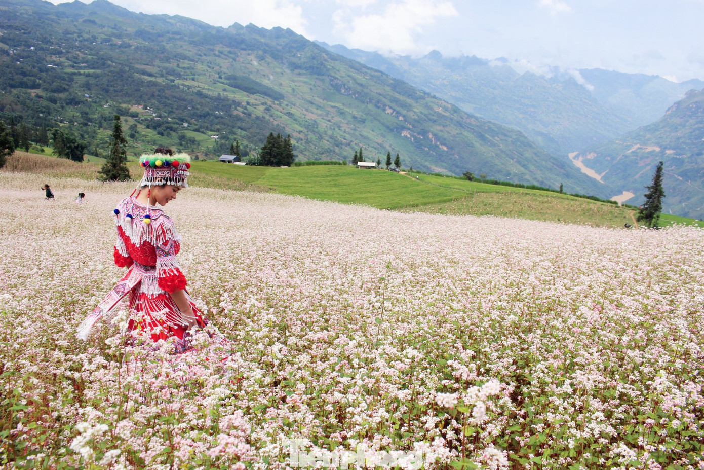 Nếu đến Suôi Thầu, du khách có thể ủng hộ bà con trồng hoa Tam giác mạch bằng cách đóng góp 20.000 đồng chi phí vào vườn. Nếu đến Suôi Thầu, du khách có thể ủng hộ bà con trồng hoa Tam giác mạch bằng cách đóng góp 20.000 đồng chi phí vào vườn.