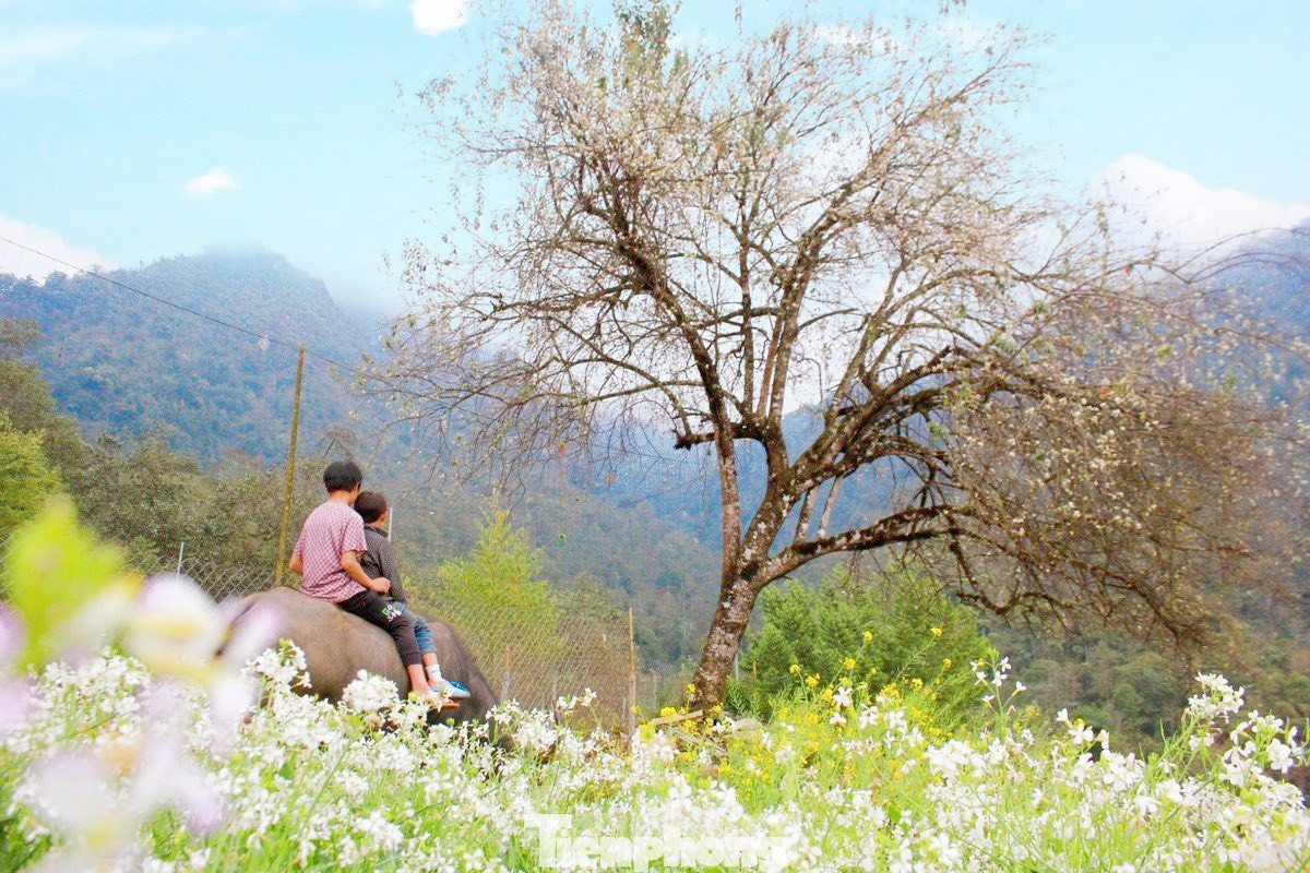 Được biết, Sin Suối Hồ nằm ở độ cao 1.500 m so với mực nước biển nên quanh năm khí hậu luôn mát mẻ.