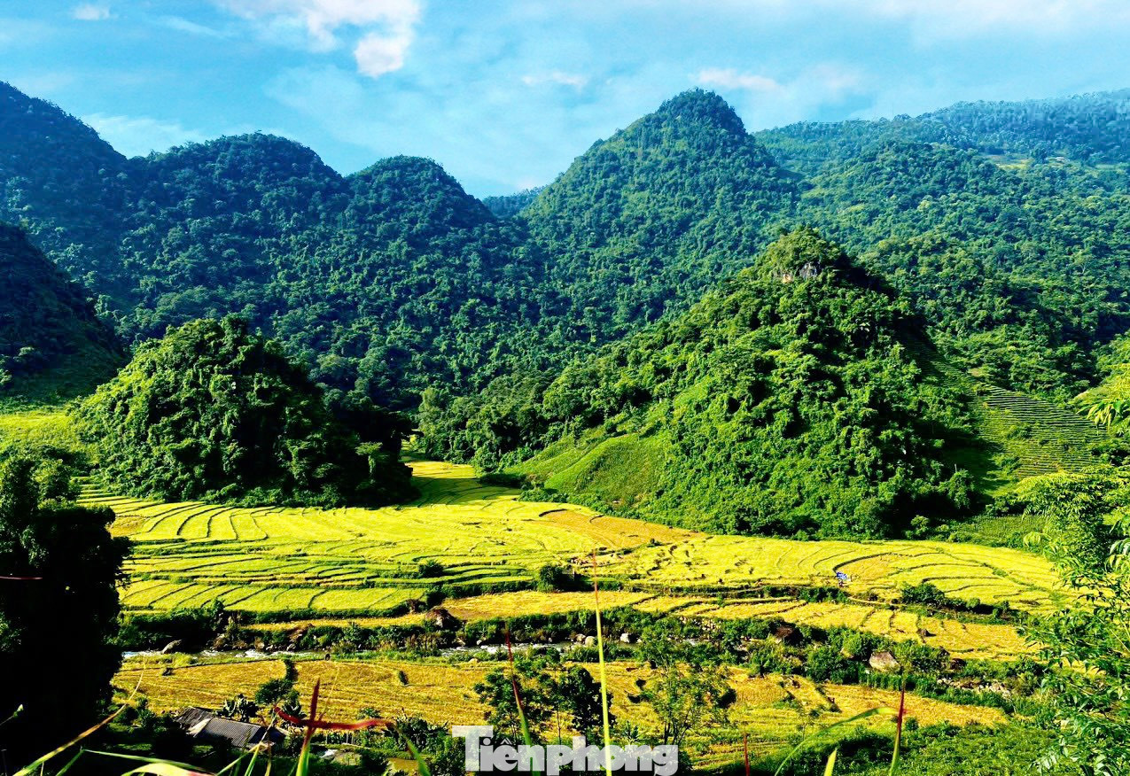 Cảnh sắc mùa thu khi lúa Séng Cù chín rộ ở Sin Suối Hồ đang gây "sốt" trên các nền tảng mạng xã hội.