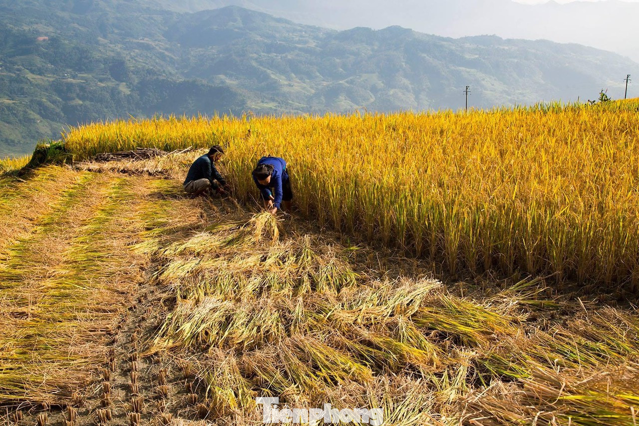 Thời điểm này, Bản Díu và Nấm Dẩn nổi bật với 2 màu chủ đạo đó là màu vàng của lúa chín xen kẽ màu xanh của rừng nguyên sinh. Thời điểm này, Bản Díu và Nấm Dẩn nổi bật với 2 màu chủ đạo đó là màu vàng của lúa chín xen kẽ màu xanh của rừng nguyên sinh.