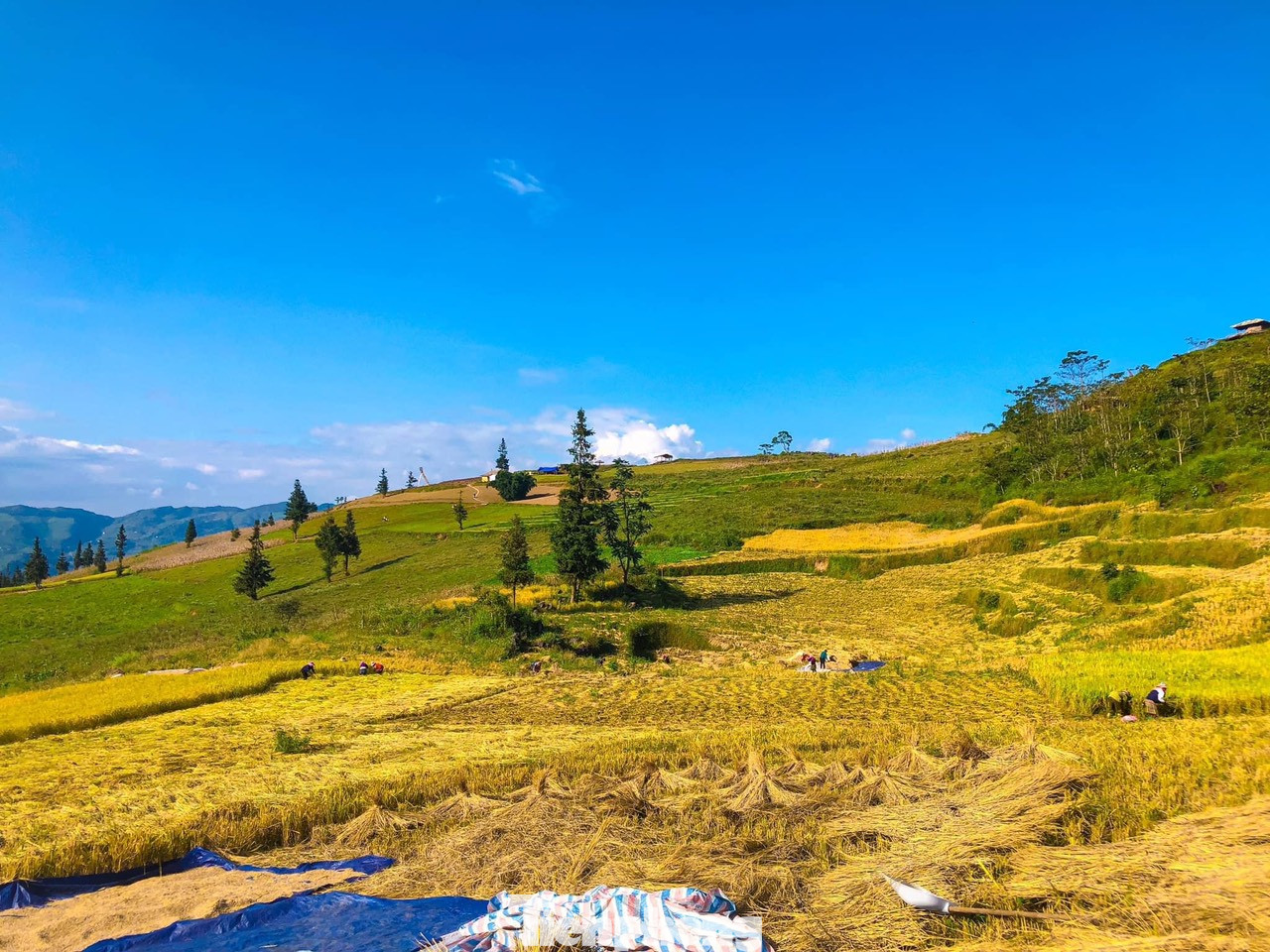 Từ cuối tháng 10, lúa ở Nấm Dẩn bắt đầu chín rộ nên đây cũng là thời điểm thích hợp cho các du khách muốn chụp hình với lúa chín và trải nghiệm không khí mùa thu trong lành nơi đây. Từ cuối tháng 10, lúa ở Nấm Dẩn bắt đầu chín rộ nên đây cũng là thời điểm thích hợp cho các du khách muốn chụp hình với lúa chín và trải nghiệm không khí mùa thu trong lành nơi đây.