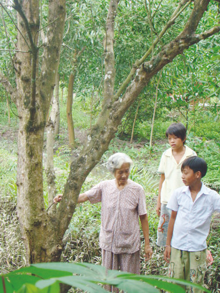 Bà Nguyễn Thị Năm (xã Tam An, huyện Long Thành) bên vườn dâu hơn chục năm tuổi đã chết rụi, nhưng với kết quả của Viện Môi trường tài nguyên thì chưa thể xác định nguyên nhân cây chết Ảnh: M.T 