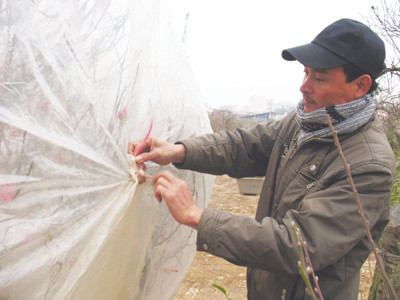 Anh Nguyễn Biên Thùy buộc nilon, giữ ấm để đào nở hoa. Anh Nguyễn Biên Thùy buộc nilon, giữ ấm để đào nở hoa