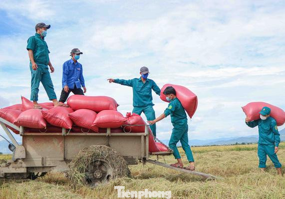 Đoàn viên, thanh niên tỉnh Ninh Thuận giúp dân thu hoạch lúa Đoàn viên, thanh niên tỉnh Ninh Thuận giúp dân thu hoạch lúa