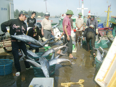 Ngư dân Nghệ An bội thu mẻ cá đầu năm