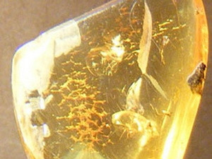  Hóa thạch ve sầu trong đá hổ phách vừa được tìm thấy tại Peru. Nguồn: Internet