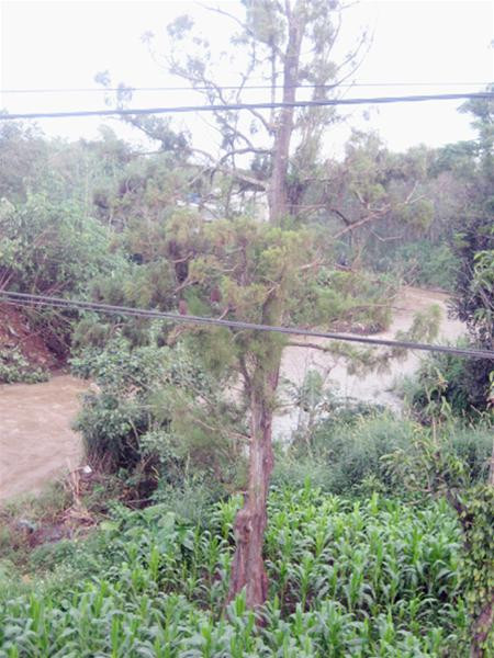 Kiểm lâm thuê một bà cụ trông coi cây thủy tùng mỗi tháng 600.000 đồng Kiểm lâm thuê một bà cụ trông coi cây thủy tùng mỗi tháng 600.000 đồng