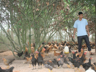 Người dân Yên Thế chuẩn bị gà cho dịp Tết