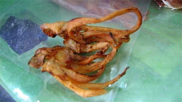 Râu mực không quăn như mực 