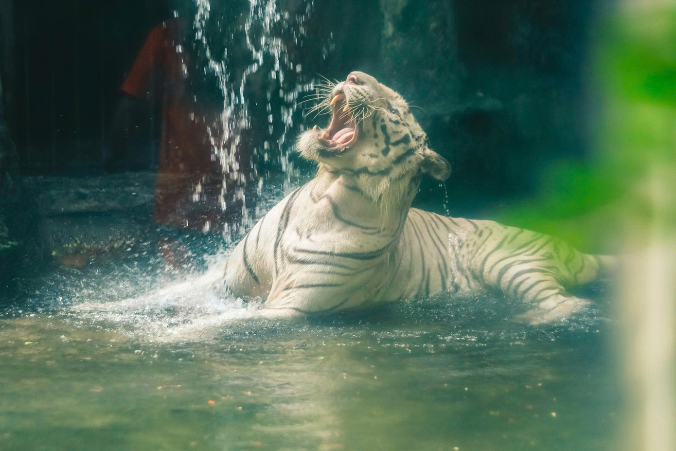 Hổ trắng quý hiếm Ngộ Không lúc còn khoẻ mạnh. Ảnh: Thảo Cầm Viên Sài Gòn