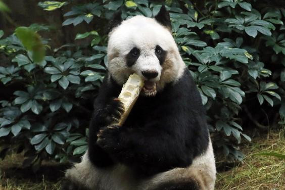 Gấu trúc già nhất thế giới qua đời ở tuổi 38 ảnh 2