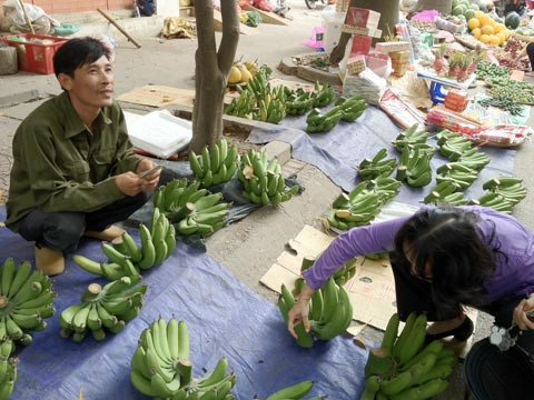 Anh Khánh khoe nải chuối đắt nhất mà anh bán được có giá 470.000 đồng. Ảnh: TB