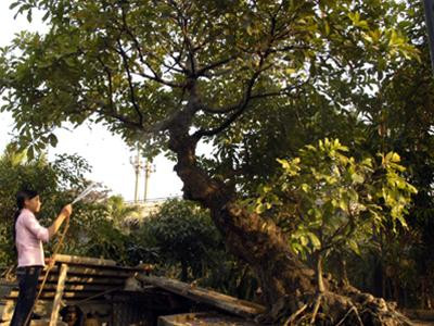 Cây lộc vừng hơn trăm tuổi, giá hơn 100 triệu đồng nhà bác Chử. Ảnh: Phạm Yên Cây lộc vừng hơn trăm tuổi, giá hơn 100 triệu đồng nhà bác Chử. Ảnh: Phạm Yên