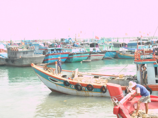 Tàu cá ngư dân Lý Sơn neo đậu tránh bão số 7 tại vũng neo trú tàu thuyền An Hải - Ảnh: Văn Mịnh (Tuổi Trẻ)