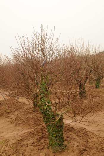 Những gốc đào rừng trong vườn nhà ông Trần Văn Thành dự tính sẽ bán với giá 4-5 triệu đồng/gốc. Ảnh: Tuấn Nguyễn