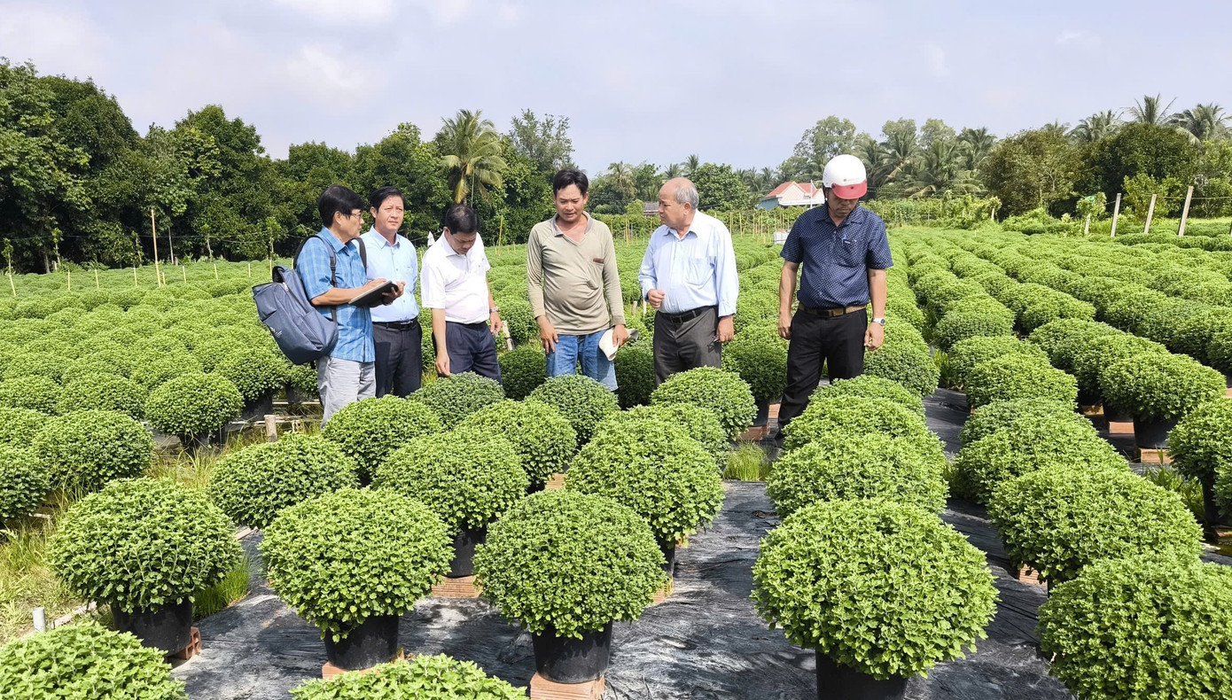 Đoàn công tác Sở NN&amp;PTNT Bến Tre khảo sát khu vực hoa nở chậm tại xã Long Thới, huyện Chợ Lách.