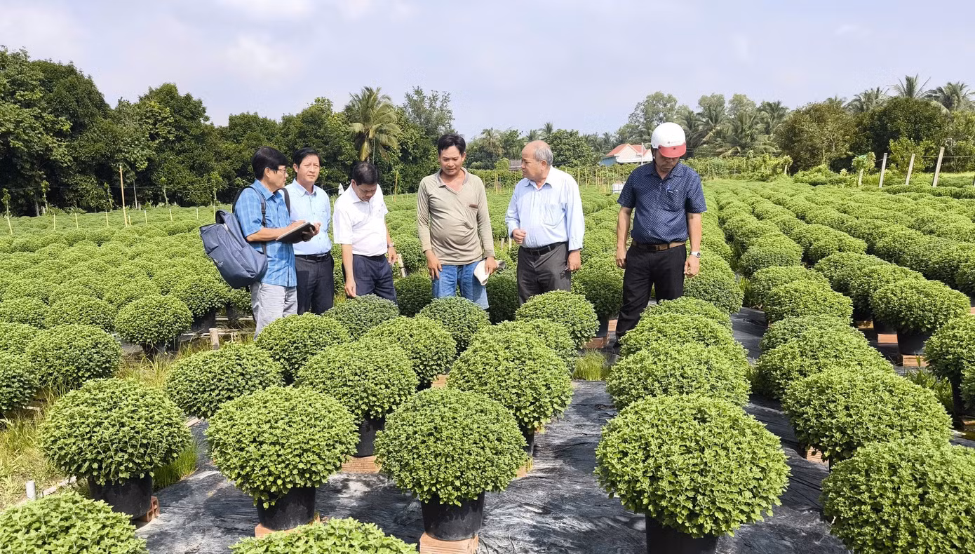 Đoàn công tác Sở NN&amp;PTNT Bến Tre khảo sát khu vực hoa nở chậm tại xã Long Thới, huyện Chợ Lách.