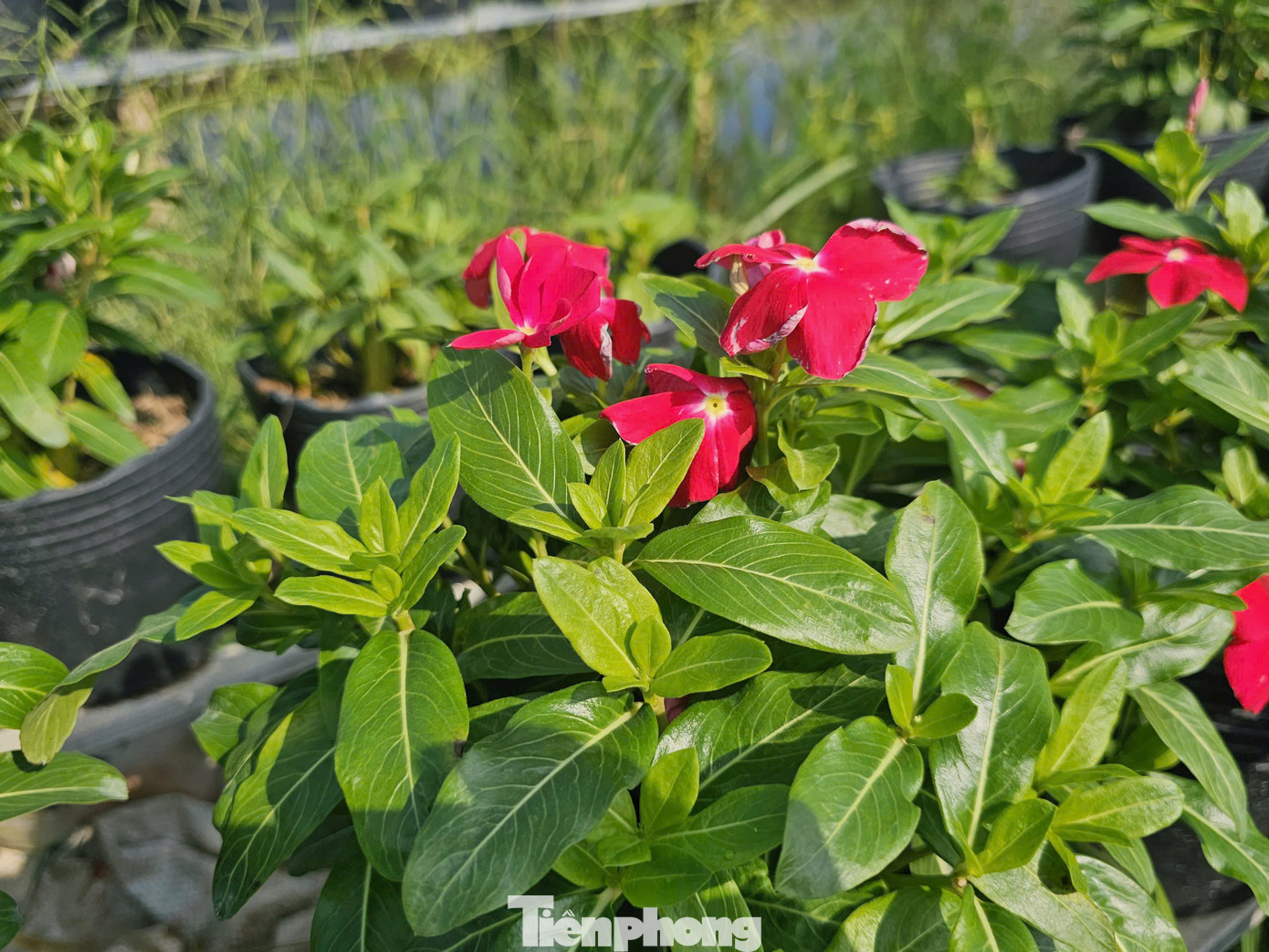 Hoa khoe sắc sẵn sàng phục vụ người dân chơi dịp Tết tới