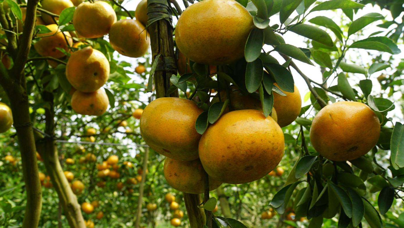 Ông Nguyễn Hữu Nghĩa, chủ tịch UBND huyện Lai Vung cho biết, điểm nổi bật của Lễ hội là hoạt động trải nghiệm không gian sản xuất Quýt hồng, Hội thảo“Bảo tồn và phát huy tiềm năng, giá trị Quýt hồng”, Toạ đàm “Quýt hồng - Tiềm năng của địa phương và cơ hội cho mọi khách hàng”, Phim tư liệu “Vương quốc Quýt hồng đất Lai Vung, Hội thi “Vườn Quýt hồng kiểu mẫu”, Hội thi “Cây Quýt hồng đẹp”.