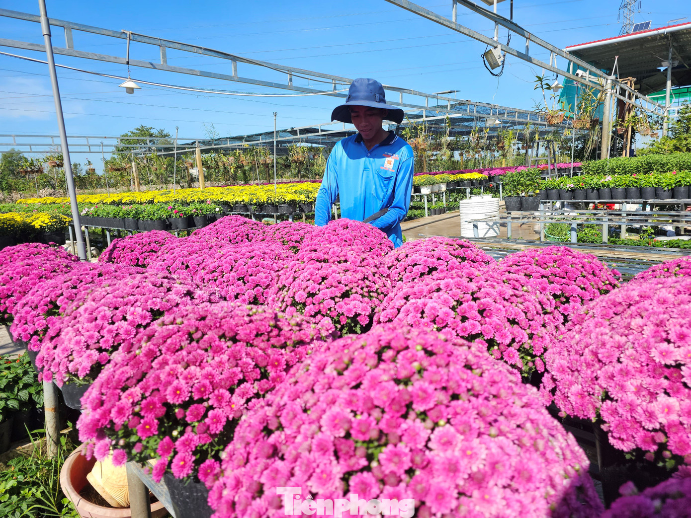 Cúc mâm xôi nhiều màu có ưu điểm vượt trội như thân cây cứng cáp, khả năng chống chịu đổ ngã cao, tỷ lệ hao hụt thấp, tiết kiệm chi phí. Ảnh: Hòa Hội. Cúc mâm xôi nhiều màu có ưu điểm vượt trội như thân cây cứng cáp, khả năng chống chịu đổ ngã cao, tỷ lệ hao hụt thấp, tiết kiệm chi phí. Ảnh: Hòa Hội.