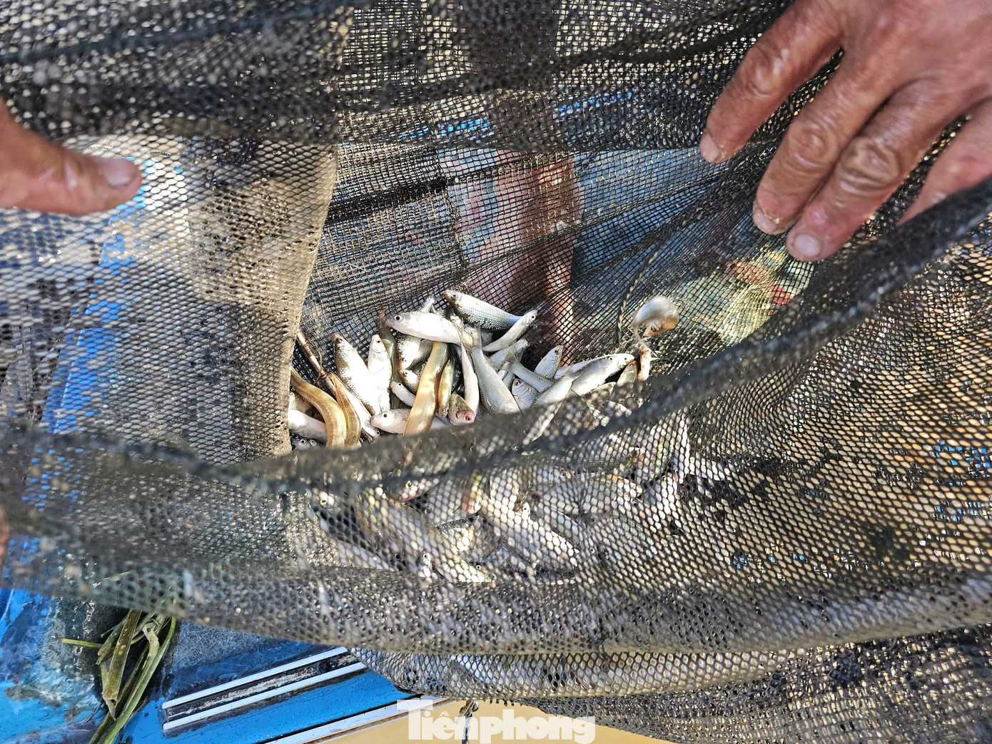 Các loại cá tự nhiên bắt được sau mỗi lần thả dớn.