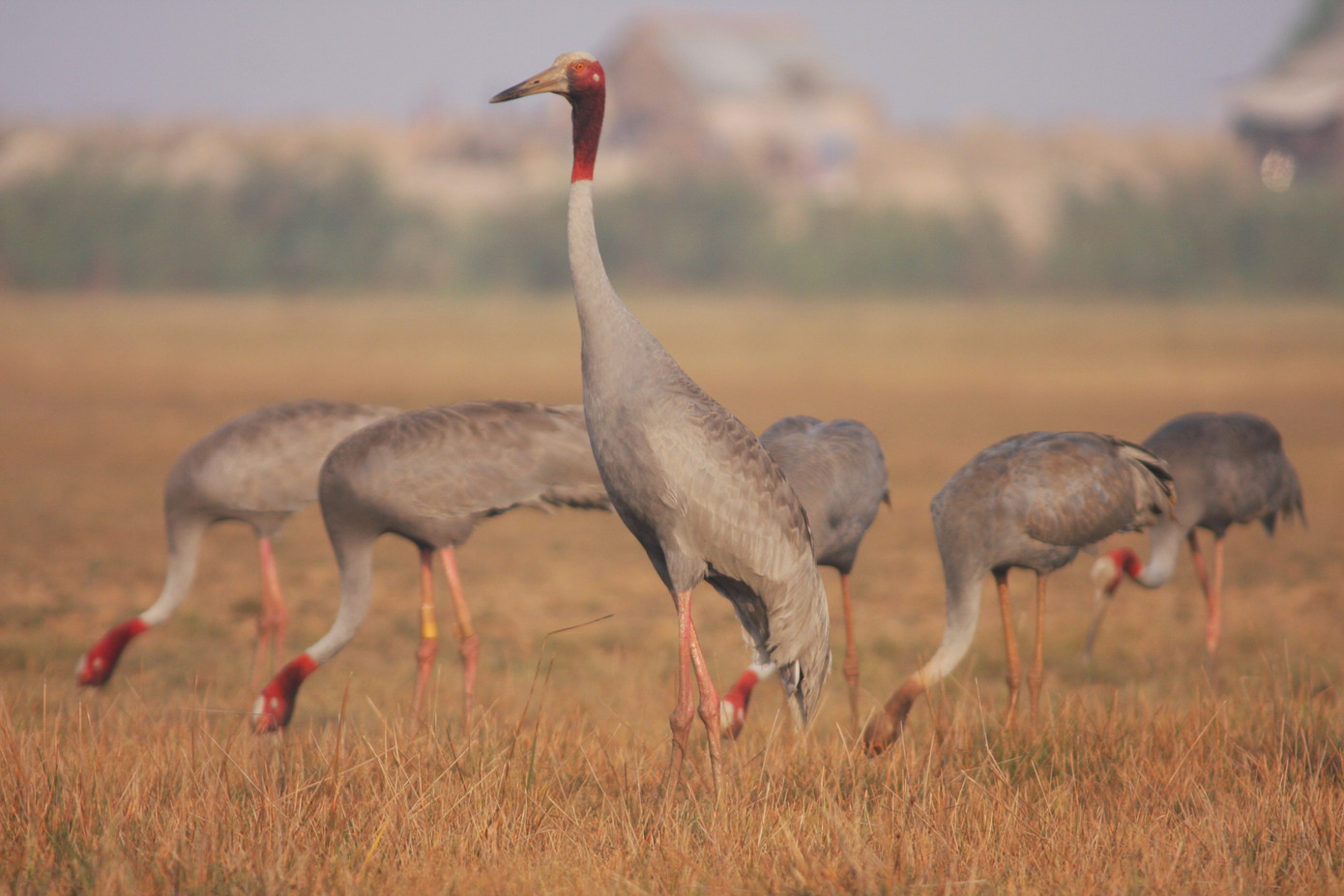Sếu đầu đỏ tại Vườn Quốc gia Tràm Chim. Ảnh: Nguyễn Văn Hùng