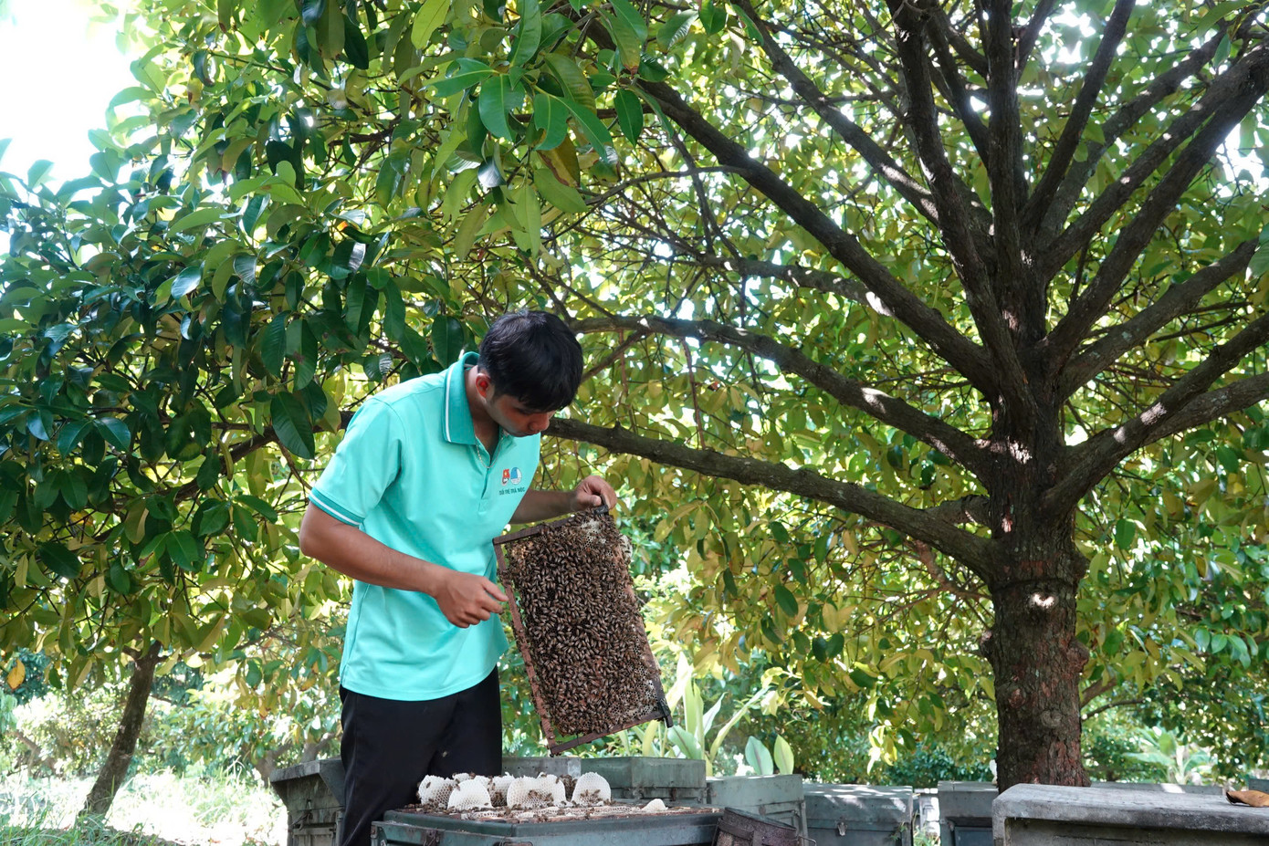 Anh Nguyễn Kim Trọng kiểm tra đàn ong. Ảnh: HH