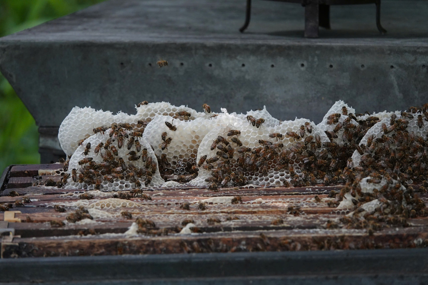 Đàn ong cho mật của anh Trọng.