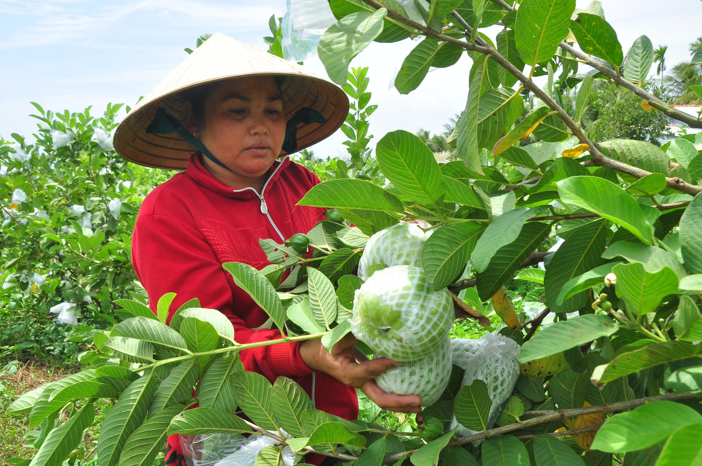 Sau khoảng tuần 'giải cứu', các bạn trẻ đã bán giúp nông dân trên chục tấn ổi, không chỉ tại Cần Thơ mà còn ở TPHCM. - Ảnh: Hòa Hội