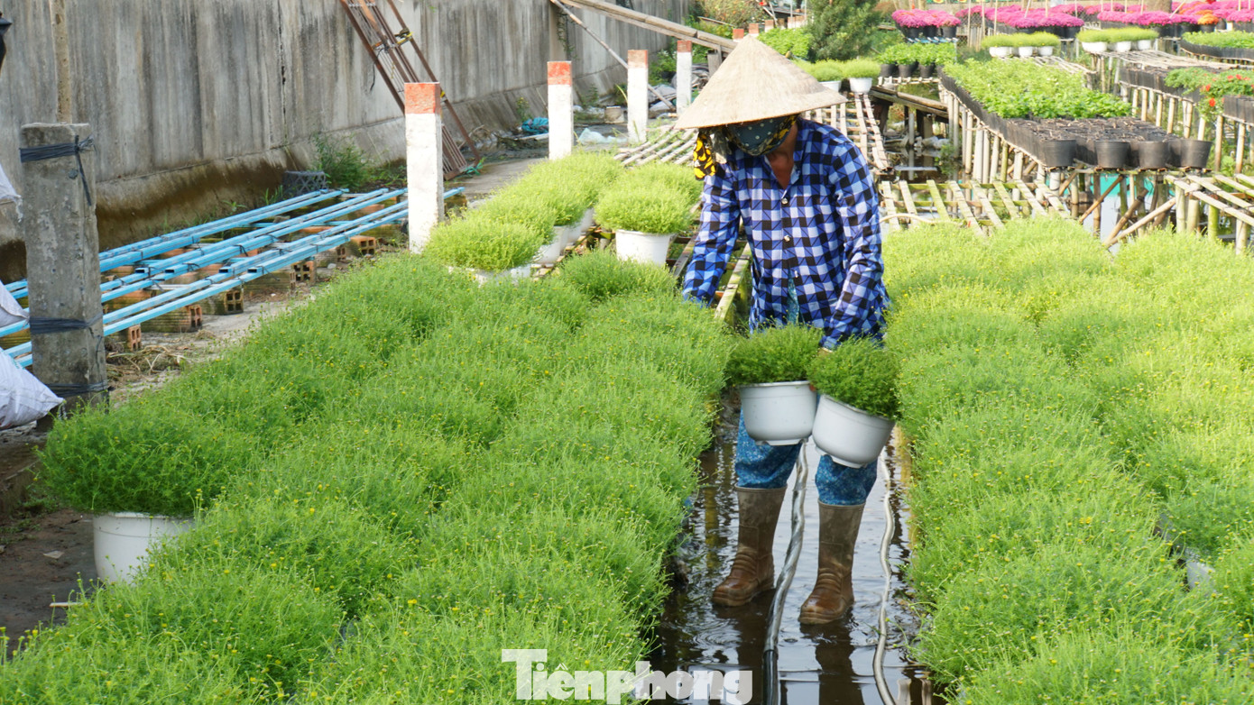 Người dân tất bật chăm sóc hoa.