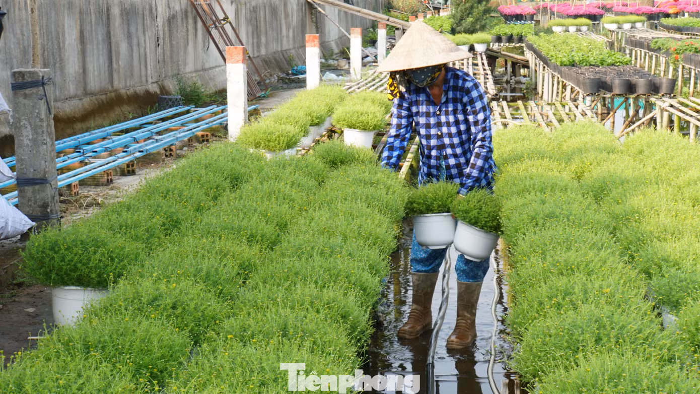 Người dân tất bật chăm sóc hoa.