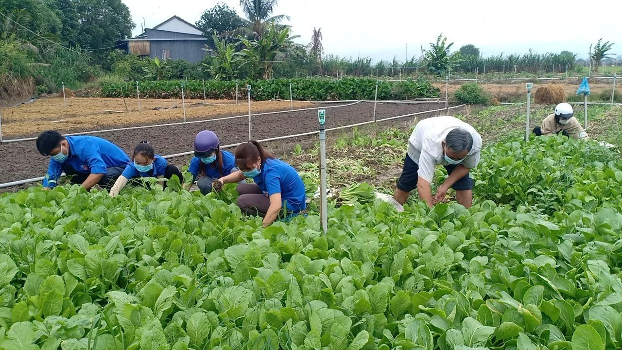 Ngoài ra, còn có nhiều bạn khoác trên mình màu áo xanh tình nguyện thân thương, không ngại gian khó, lội bùn đất ra đồng hái rau mang về giúp người dân vượt khó khăn trong mùa dịch COVID-19, đã tạo được hình ảnh đẹp trong lòng người dân.