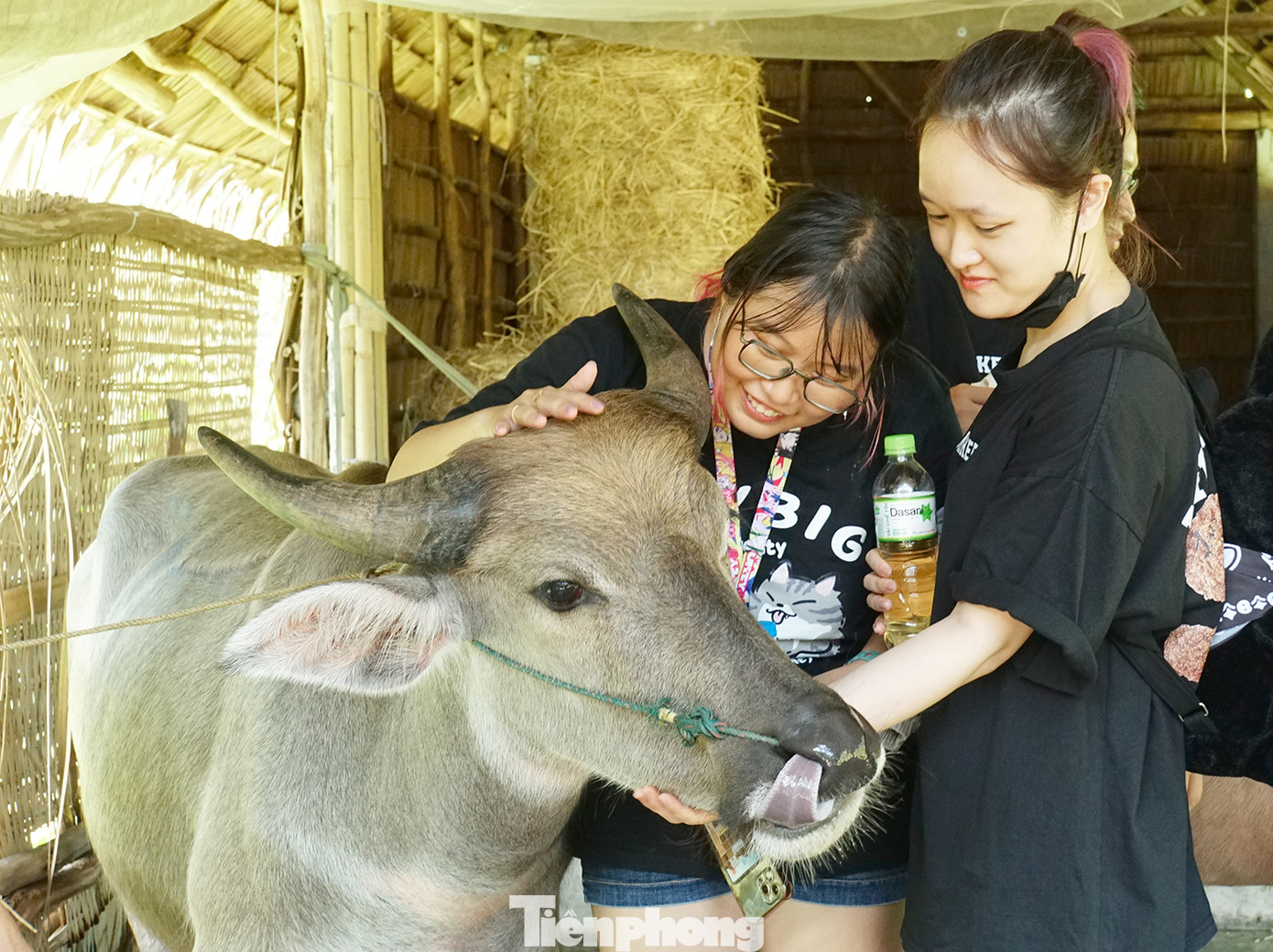 Bạn trẻ chụp ảnh với chú trâu thân thiện trên cồn Sơn. Ảnh: Hòa Hội