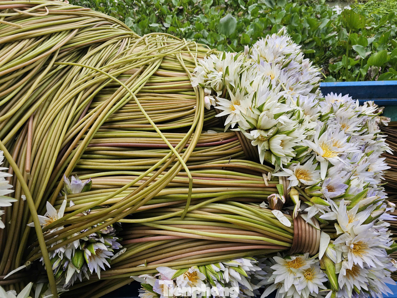 Bông súng 'ma', dài gần 3m vào thời điểm này. Ảnh: Hòa Hội