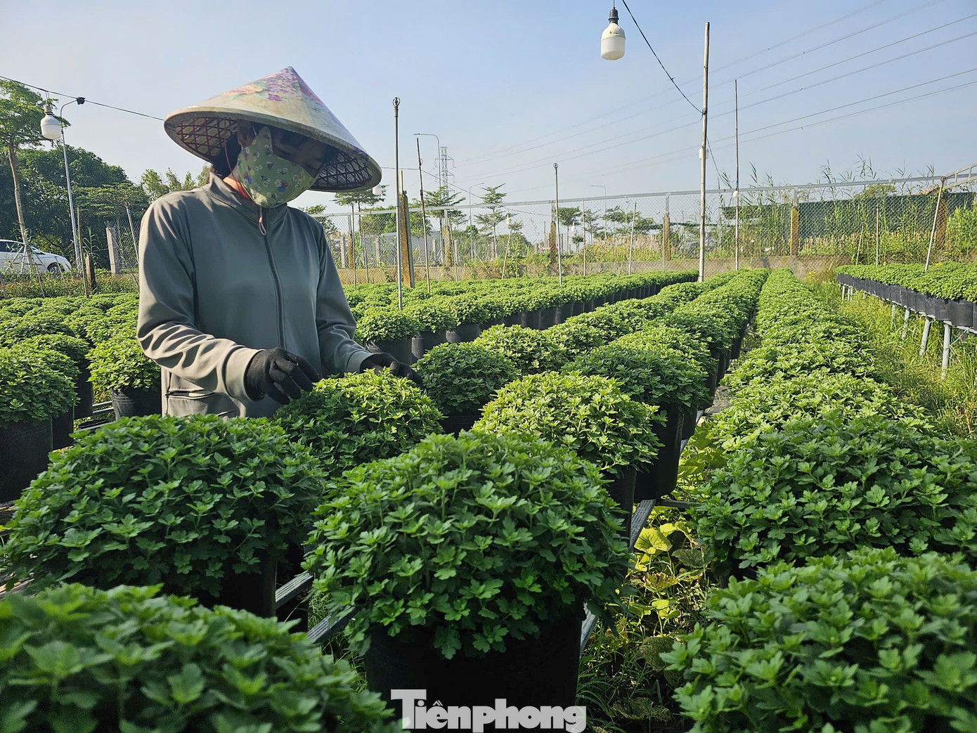 Công nhân tỉa cành hoa cúc mâm xôi.