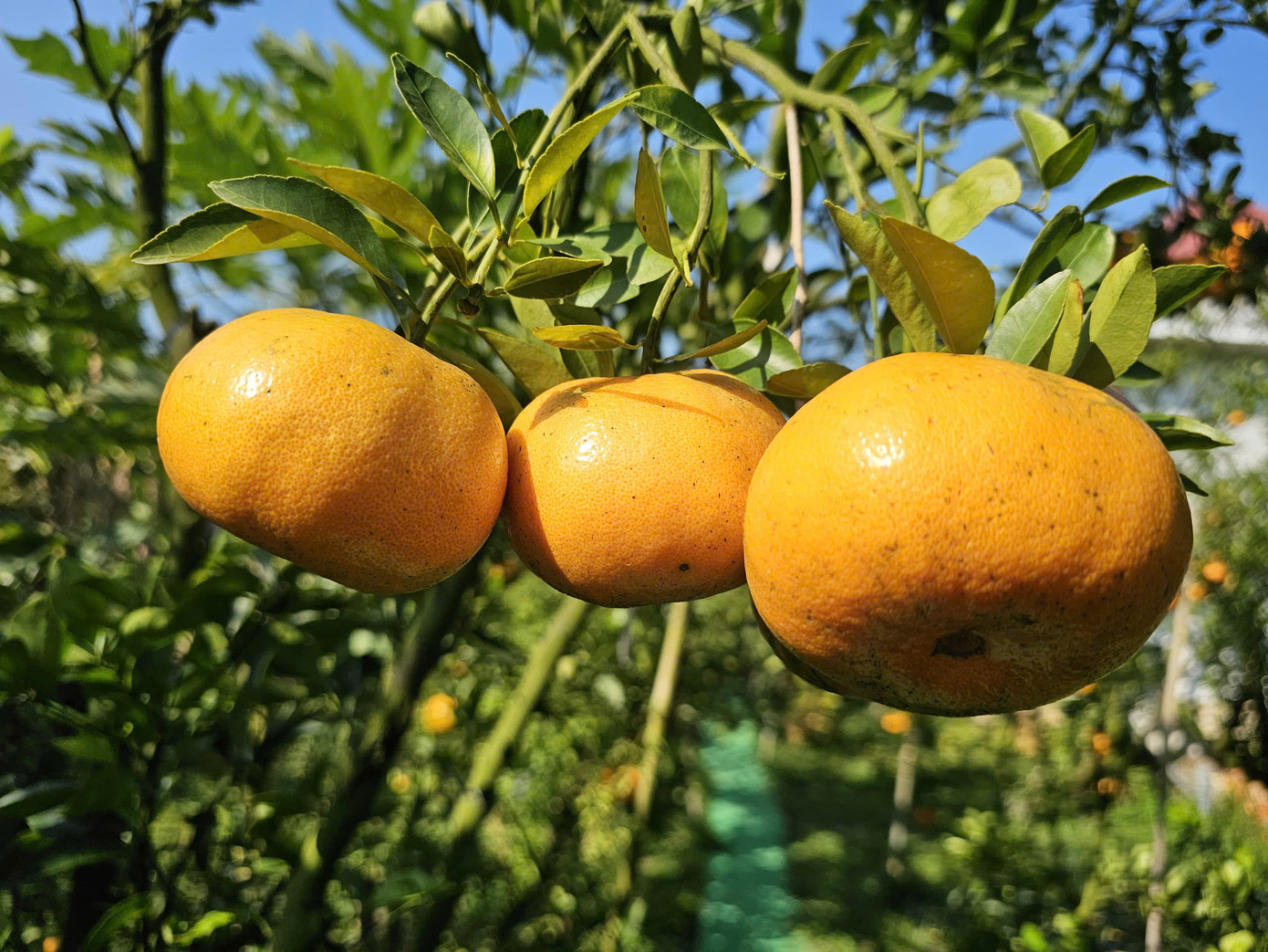 Quýt lên màu vàng mọng.