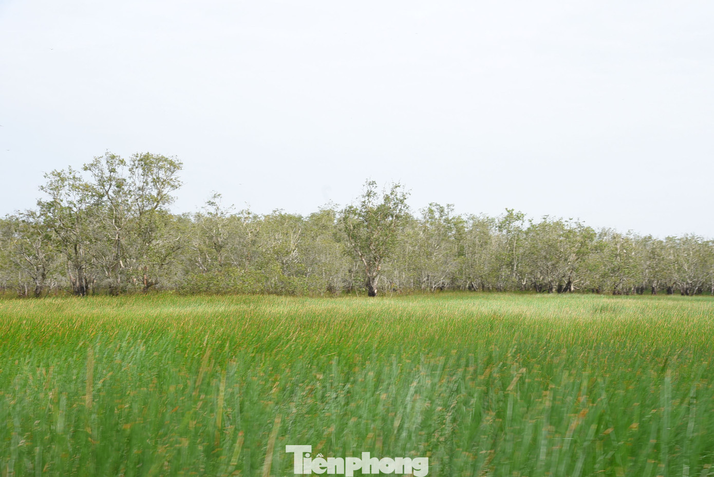 Dự án Bảo tồn và phát triển Sếu đầu đỏ tại Vườn Quốc gia Tràm Chim giai đoạn 2022 –2032, với mục tiêu phục hồi và phát triển đàn sếu đầu đỏ tại Vườn Quốc gia Tràm Chim bằng biện pháp nuôi và thả lại môi trường tự nhiên. Ảnh: Hòa Hội Trong vòng 10 năm (từ năm 2023 đến 2033), mục tiêu của dự án là nuôi thả 150 cá thể sếu với tối thiểu 100 cá thể sống sót. Đàn sếu thả ra sẽ có thể tự sinh sản và tự tồn tại ngoài tự nhiên. Dự án có 4 nội dung chính gồm nuôi, thả sếu tại Vườn Quốc gia Tràm Chim; cải thiện môi trường sống của sếu; xây dựng vùng sản xuất nông nghiệp hữu cơ xung quanh vườn; quảng bá, giáo dục môi trường, phát triển sinh kế bền vững dựa vào sếu đầu đỏ và nông nghiệp hữu cơ, vận động sự tham gia của cộng đồng địa phương với tổng kinh phí gần 100 tỷ đồng. Ảnh: Hòa Hội