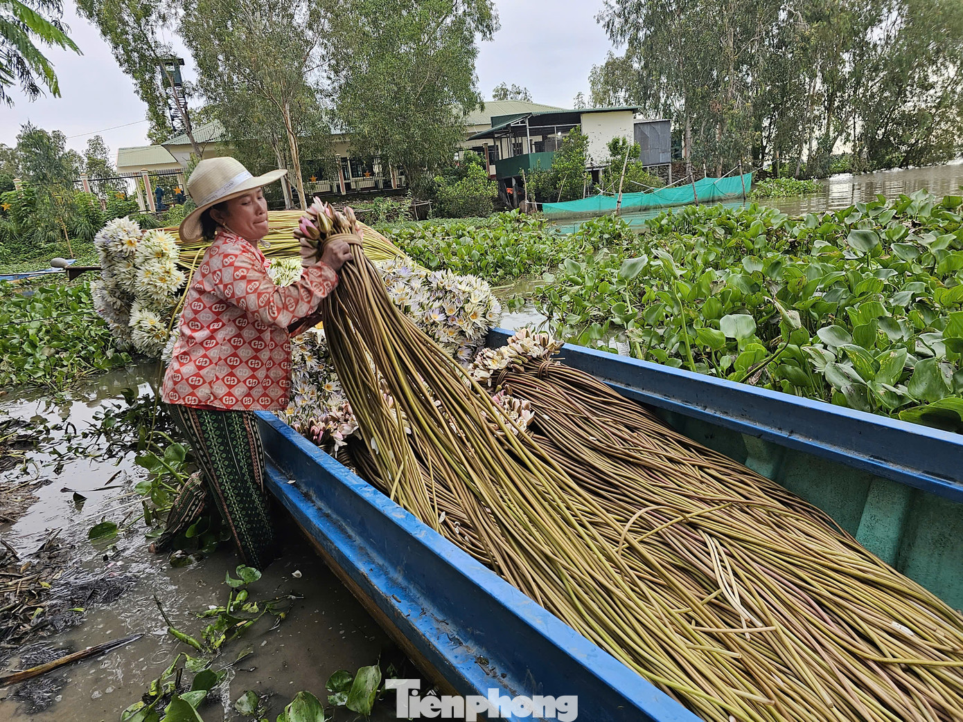 Loài cây này vươn lên theo nước lũ, nước càng dâng thì cuống lá, cọng hoa càng dài vượt theo nước. Ảnh: Hòa Hội
