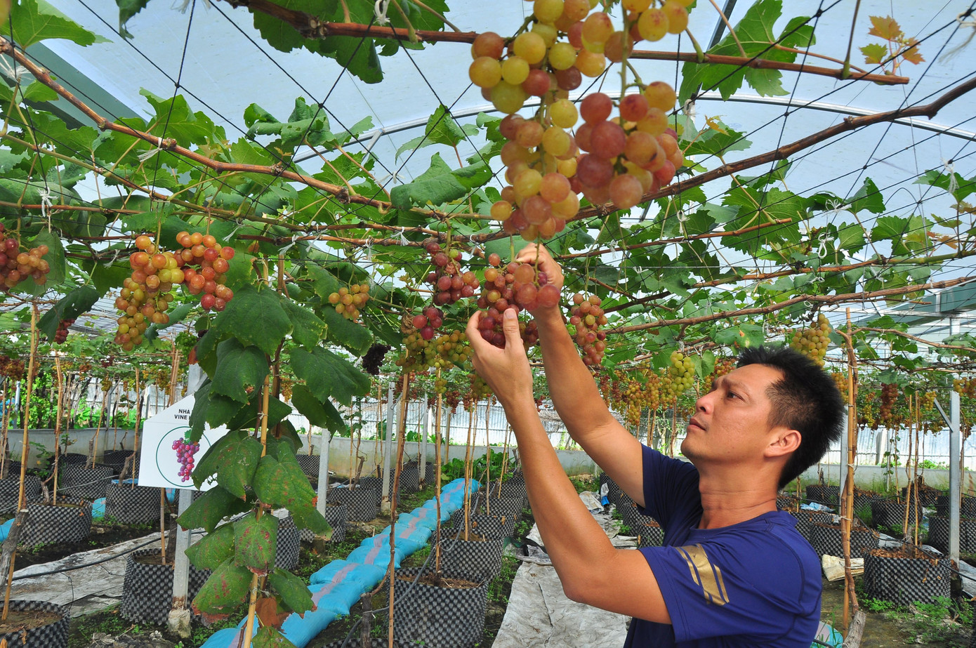 Thầy giáo Phong cho biết, các giống nho nhập khẩu từ nhiều nước để nghiên cứu, thực nghiệm thích ứng với điều kiện khí hậu tại đây mất hơn 2 năm. Sau khi hoàn tất về quy trình rồi tiến hành trồng, thời gian hơn 4 tháng là cho trái. Đặc biệt, đối với các loại nho này anh xử lý cho trái quanh năm.