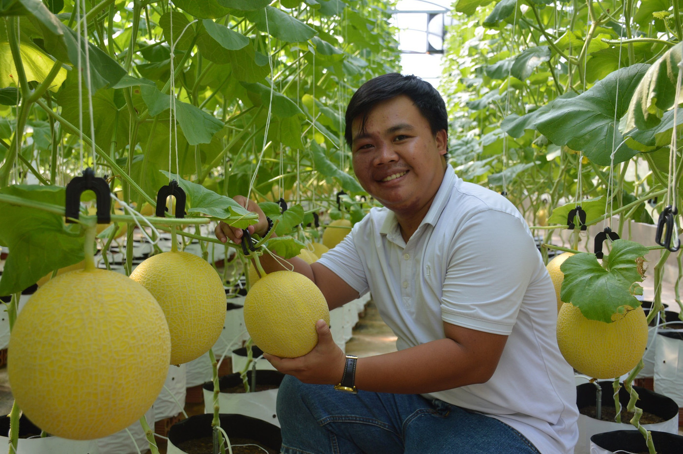 Thanh niên khởi nghiệp mô hình dưa lưới. Thanh niên khởi nghiệp mô hình dưa lưới.